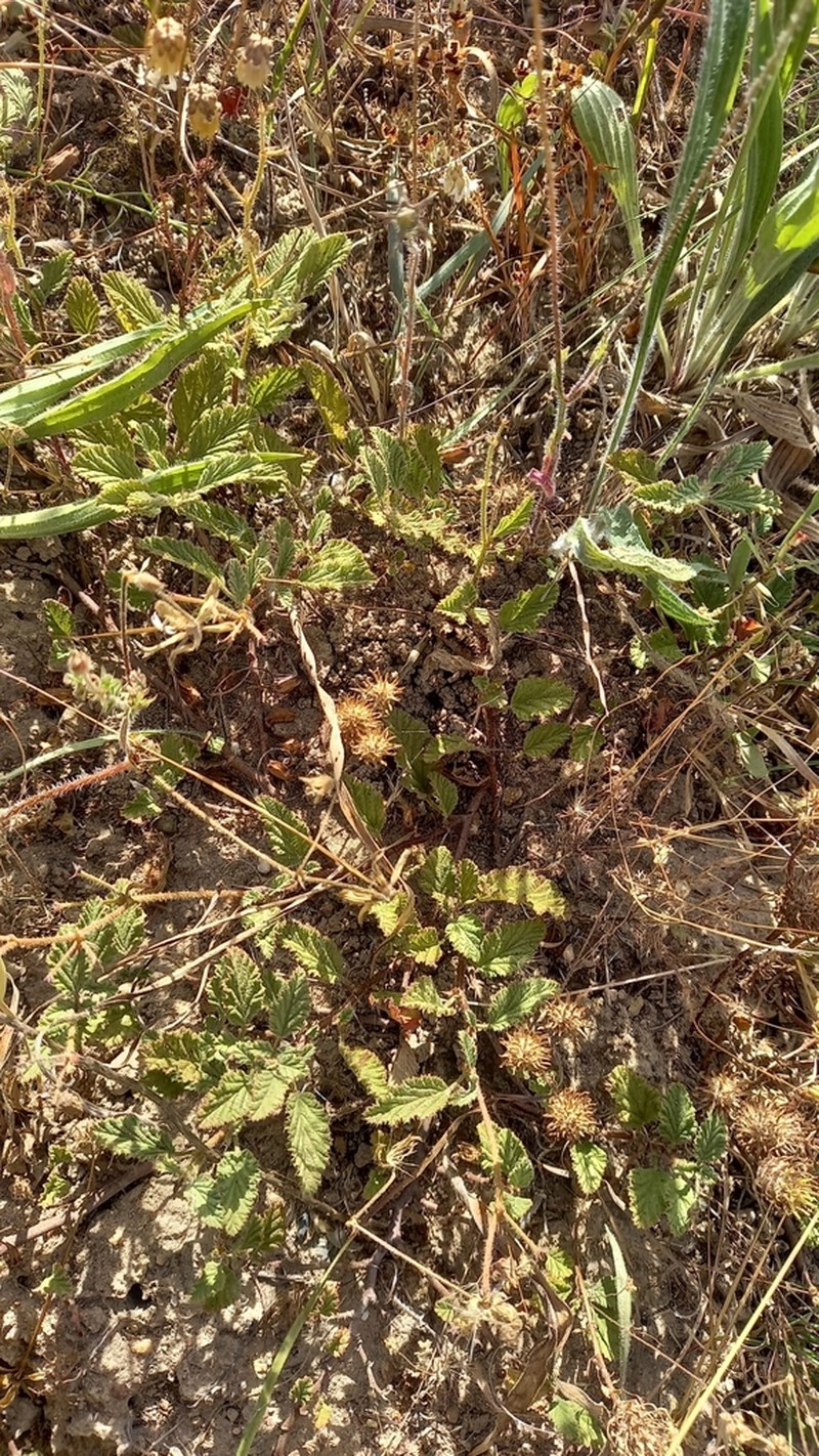 Hermannia rugosa photo 7