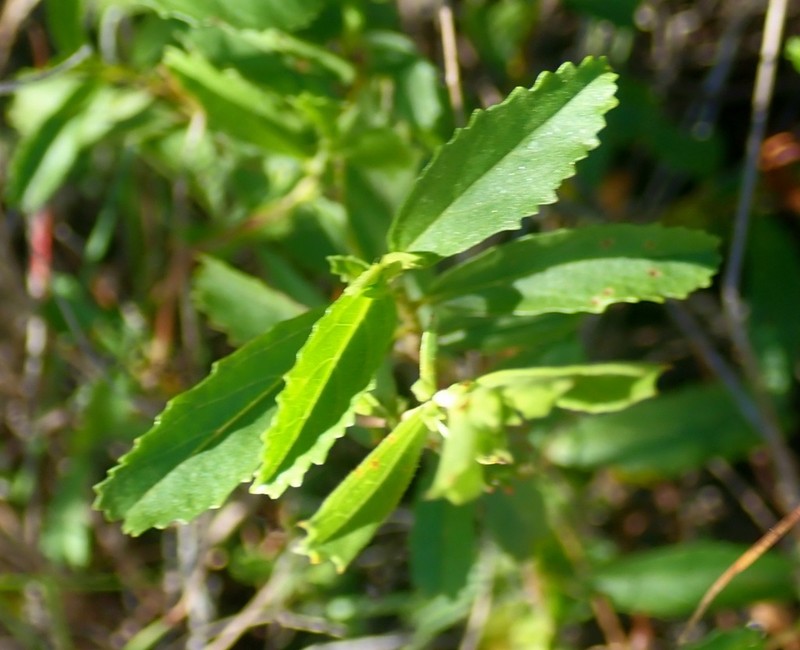 Hermannia saccifera