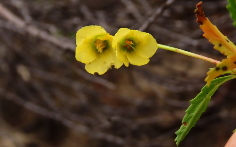 Hermannia saccifera photo 2