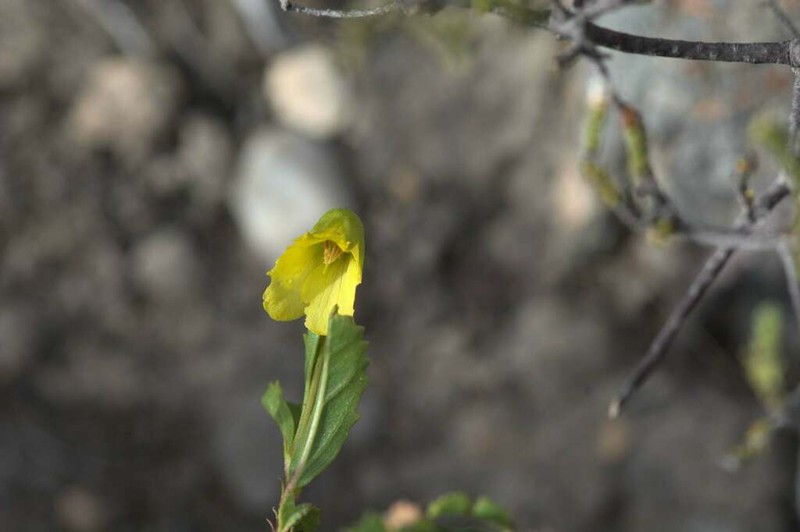 Hermannia saccifera photo 3