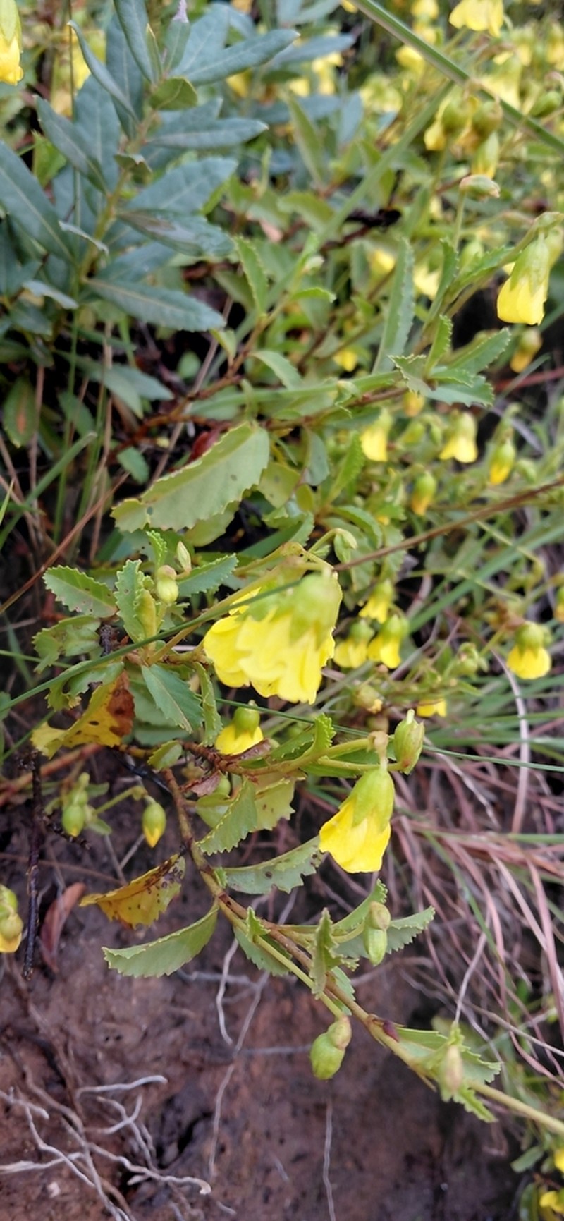Hermannia saccifera photo 4