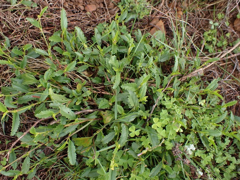 Hermannia saccifera photo 6