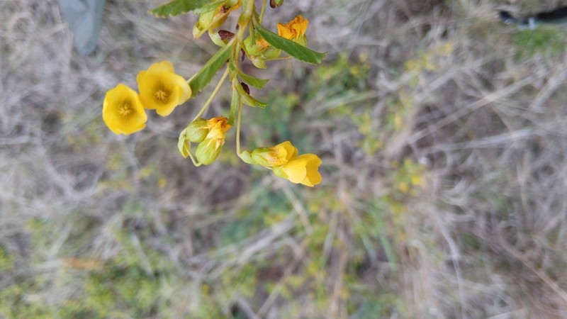 Hermannia saccifera photo 7