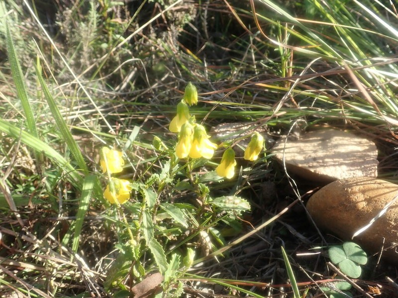 Hermannia saccifera photo 8