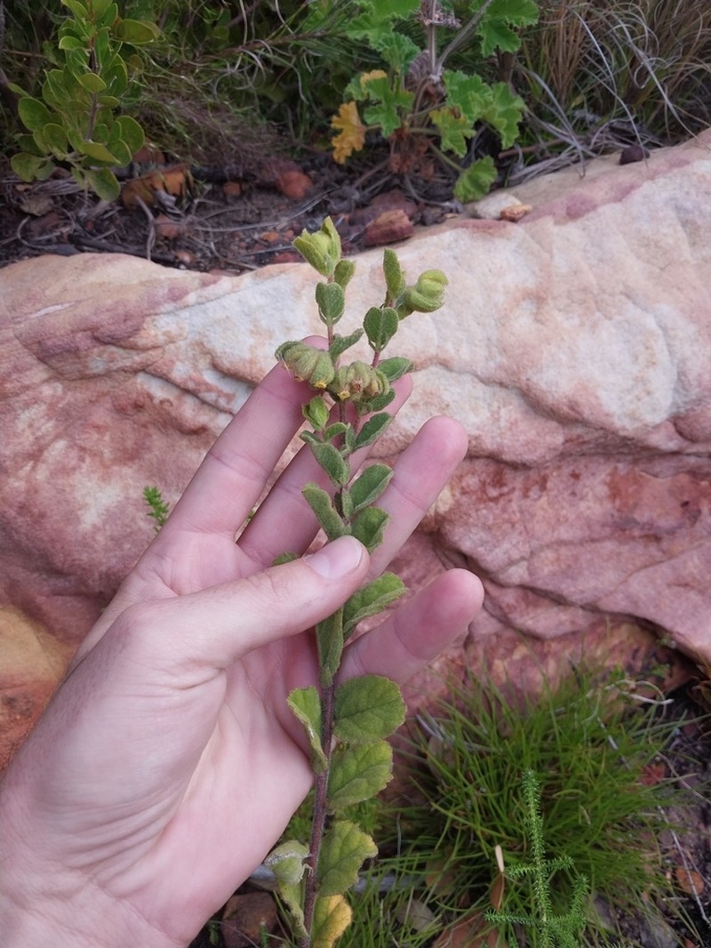Hermannia salviifolia