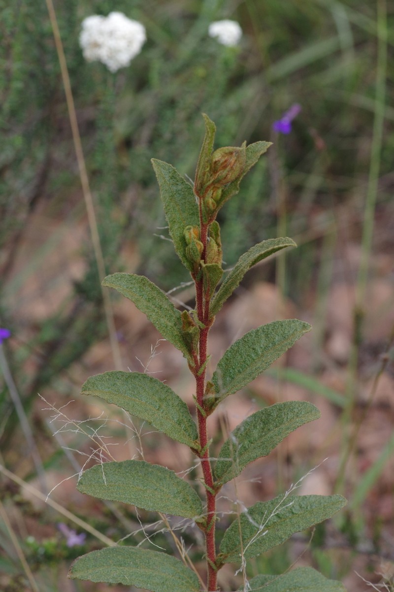 Hermannia salviifolia photo 4