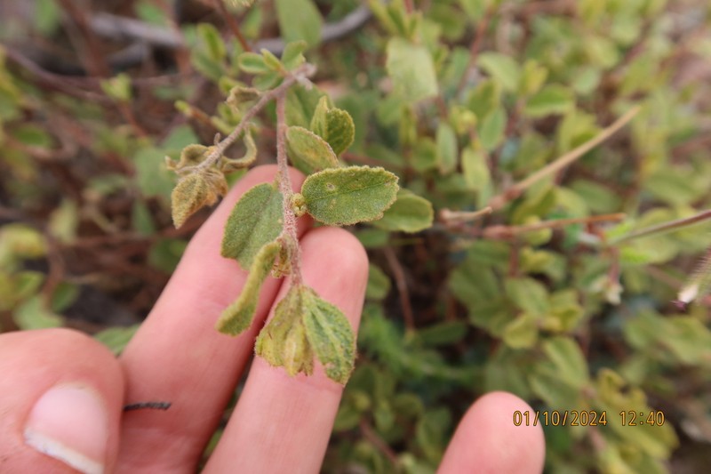 Hermannia salviifolia photo 5