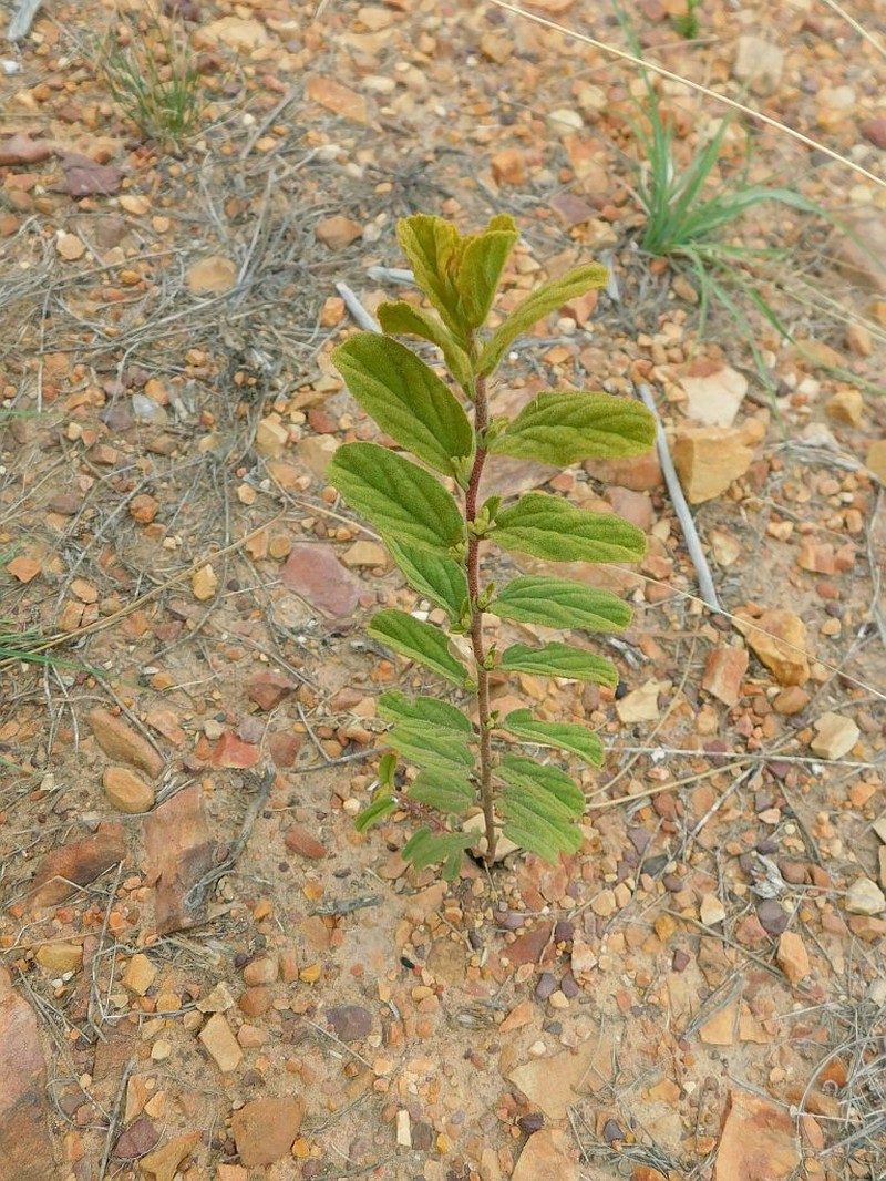 Hermannia salviifolia photo 6