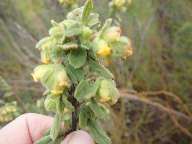 Hermannia salviifolia photo 7