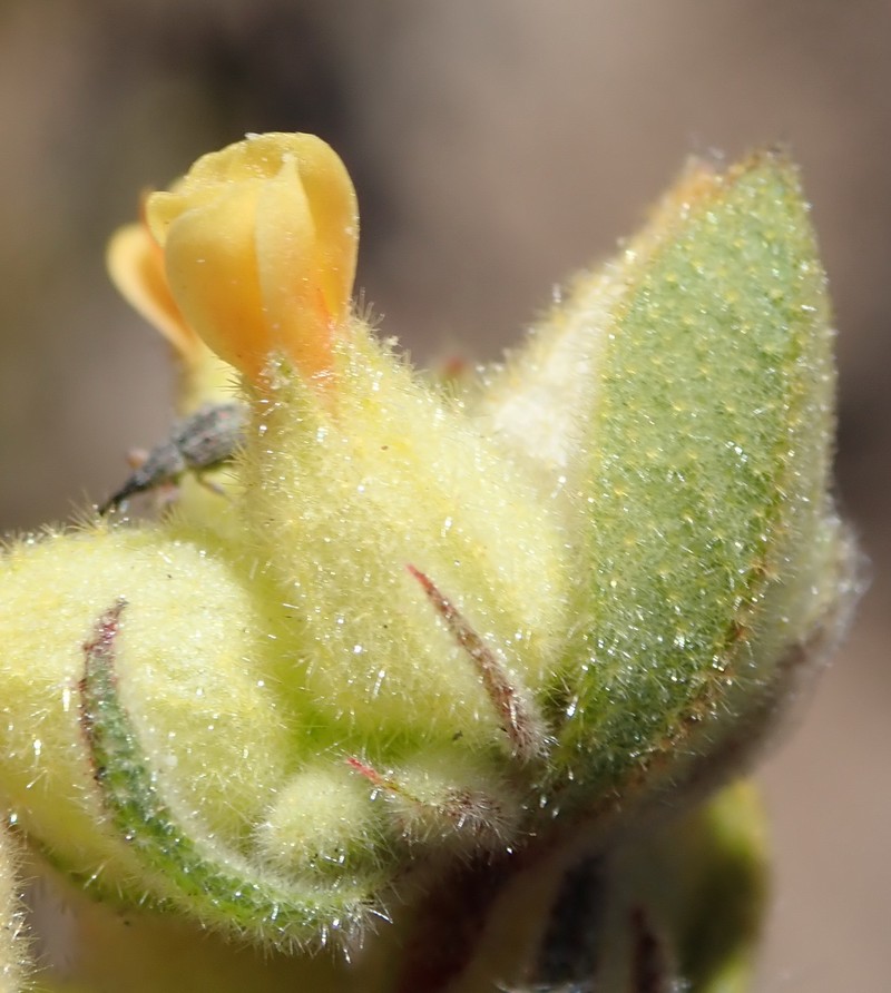 Hermannia salviifolia var. oblonga photo 2