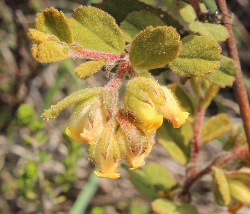 Hermannia salviifolia var. oblonga photo 3