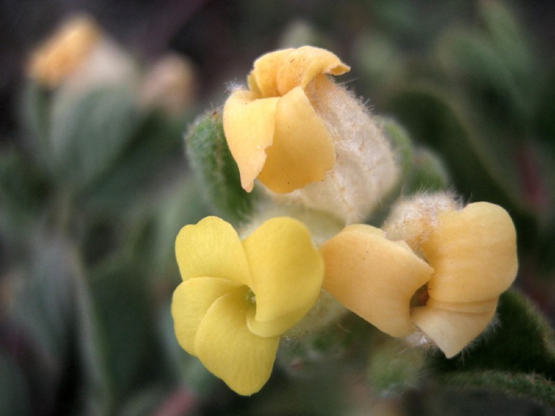 Hermannia salviifolia var. oblonga photo 4