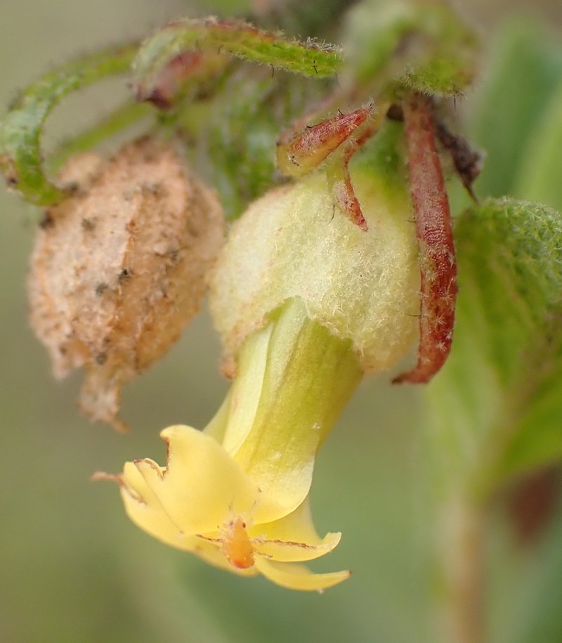 Hermannia salviifolia var. salviifolia