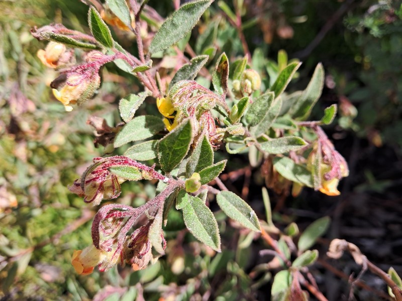 Hermannia salviifolia var. salviifolia photo 2