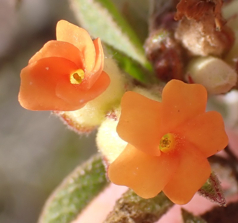 Hermannia salviifolia var. salviifolia photo 3