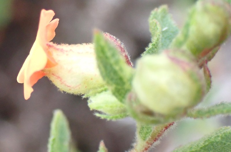 Hermannia salviifolia var. salviifolia photo 4
