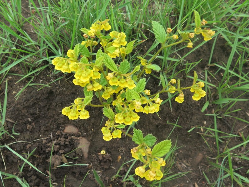 Hermannia sandersonii photo 2