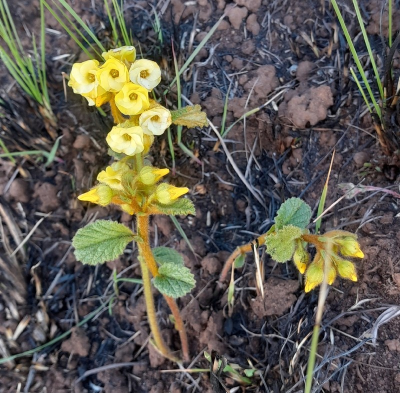 Hermannia sandersonii photo 3