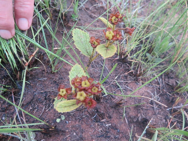 Hermannia sandersonii photo 4