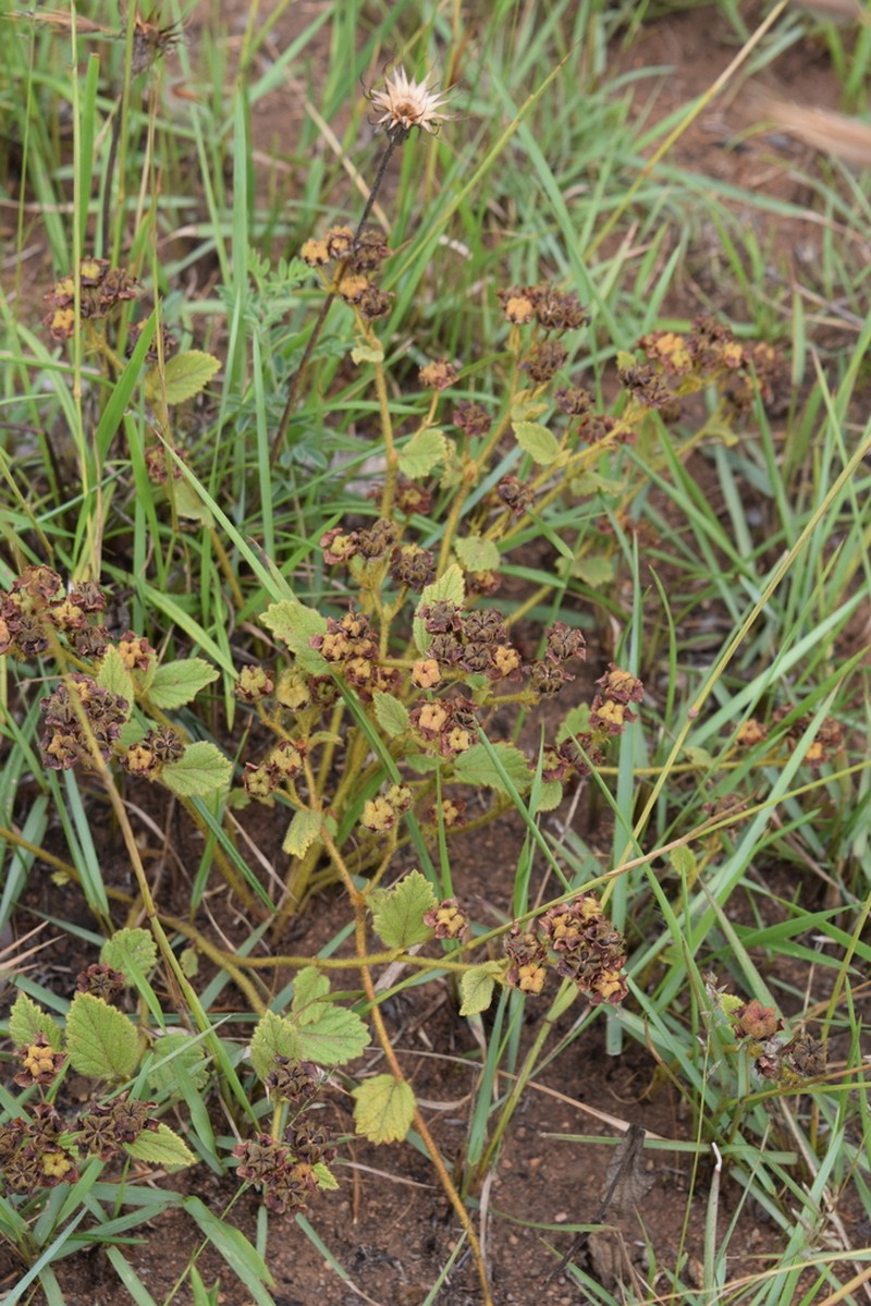 Hermannia sandersonii photo 5