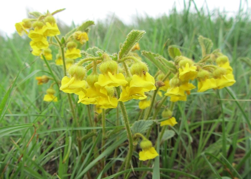 Hermannia sandersonii photo 6