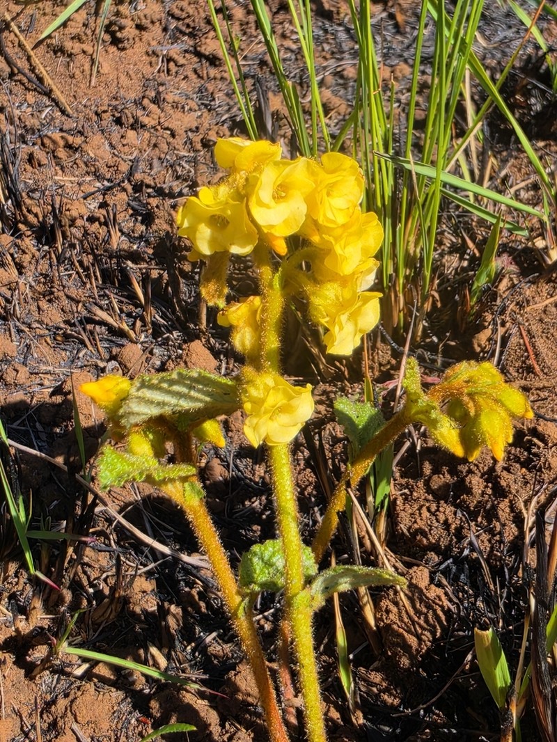 Hermannia sandersonii photo 7