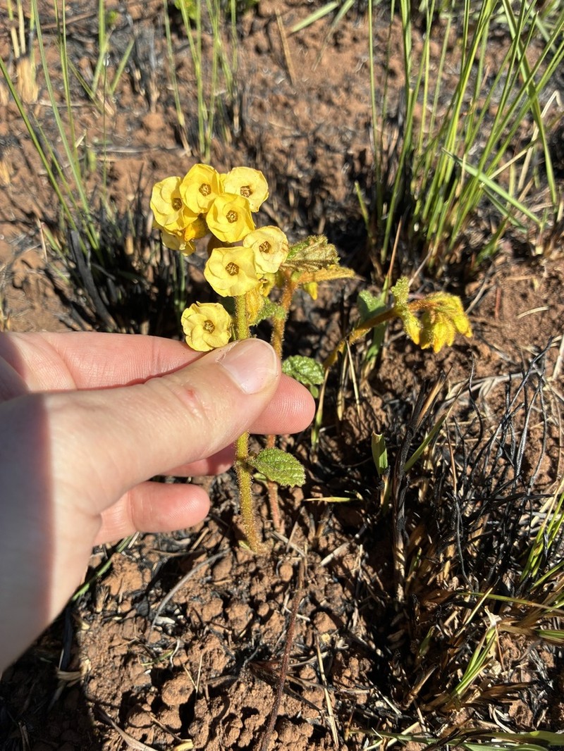 Hermannia sandersonii photo 8