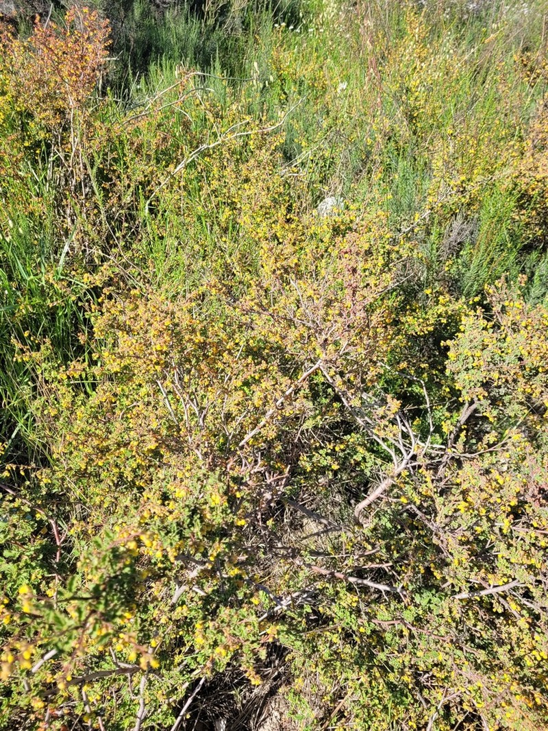 Hermannia scabra