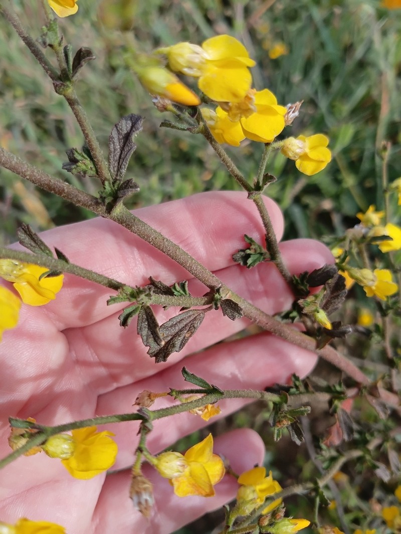 Hermannia scabra photo 2