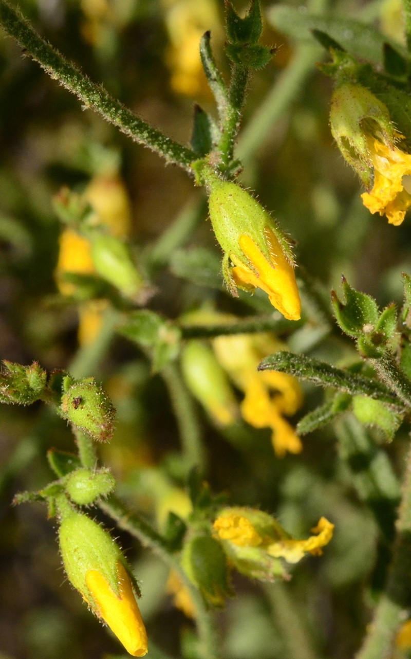 Hermannia scabra photo 3