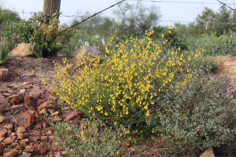 Hermannia scabra photo 4