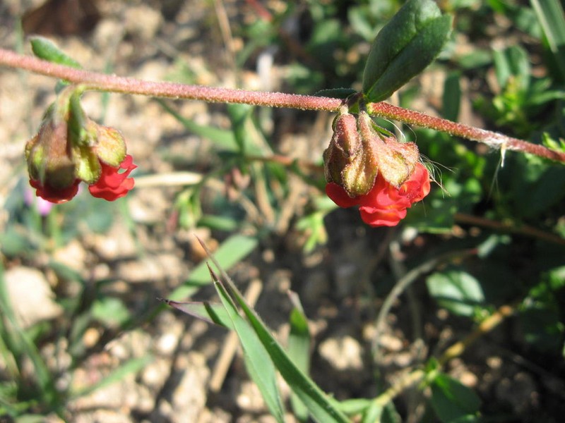 Hermannia scabra photo 6