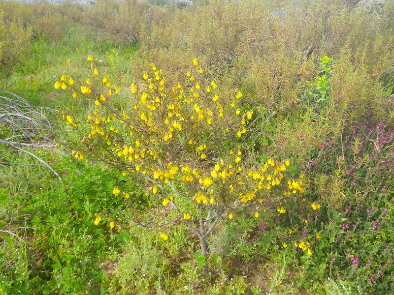 Hermannia scabra photo 7
