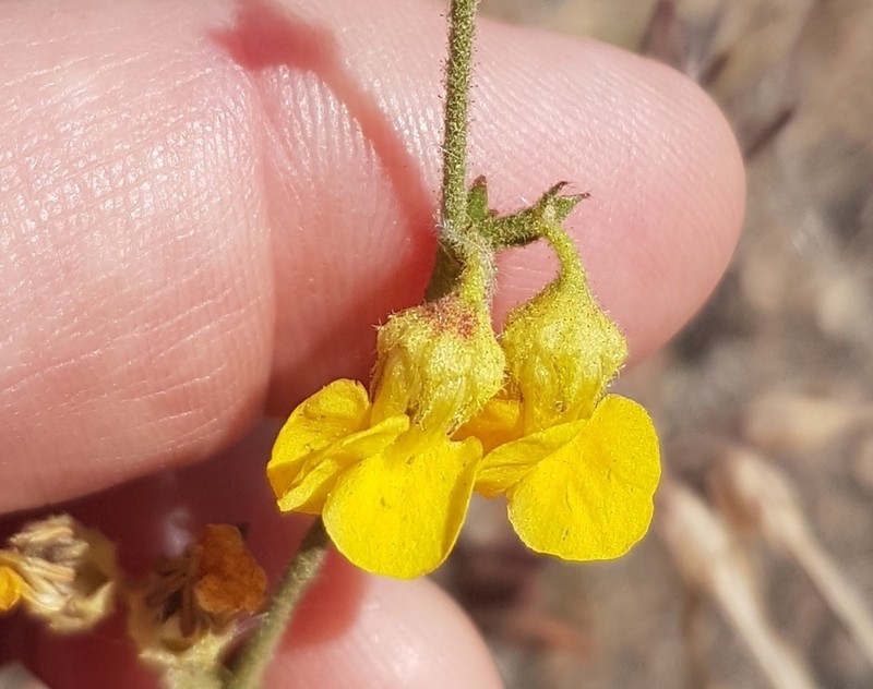Hermannia scabra photo 8