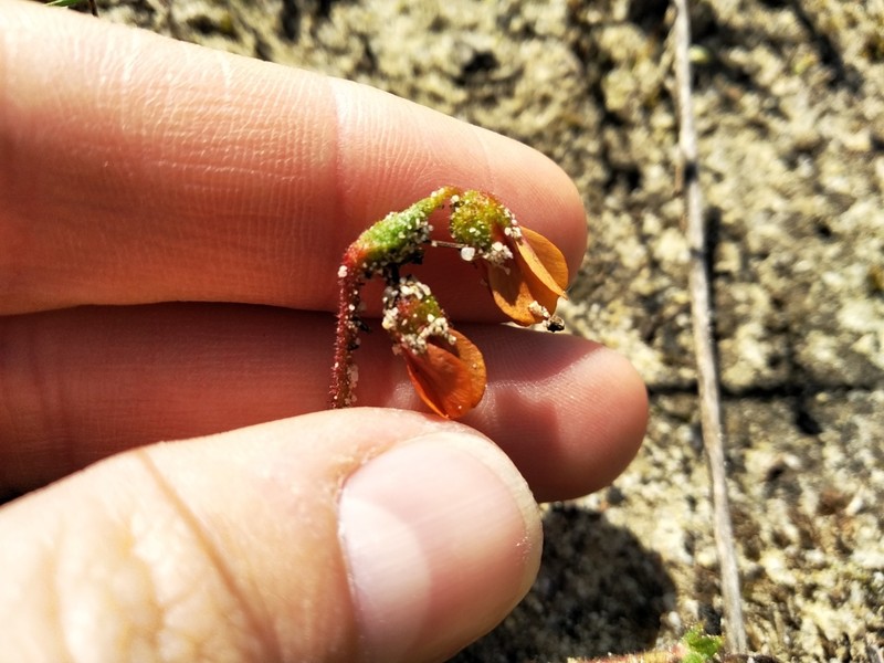 Hermannia scabricaulis