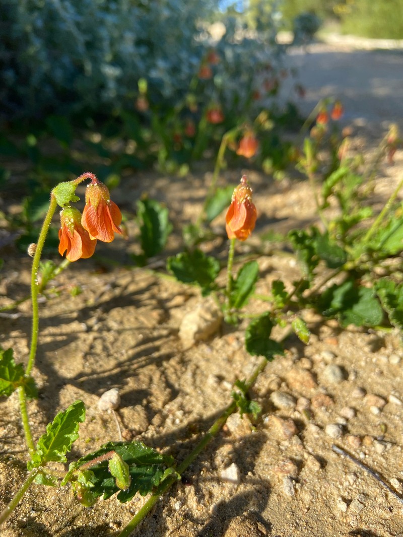 Hermannia scabricaulis photo 2