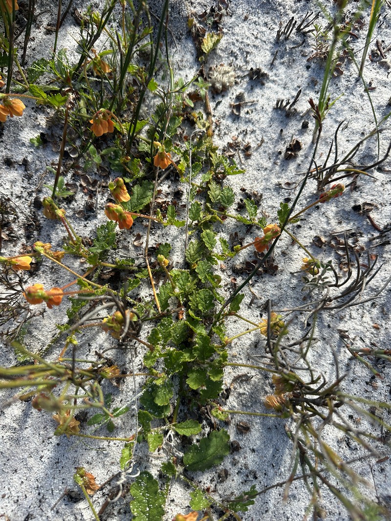 Hermannia scabricaulis photo 3