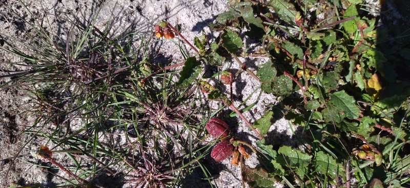Hermannia scabricaulis photo 4