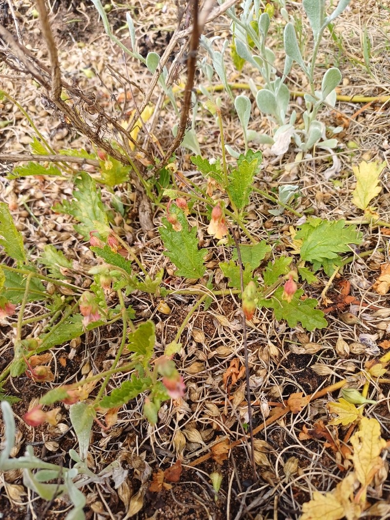 Hermannia scabricaulis photo 5