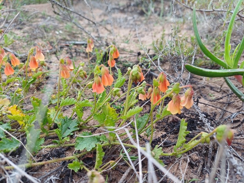 Hermannia scabricaulis photo 6