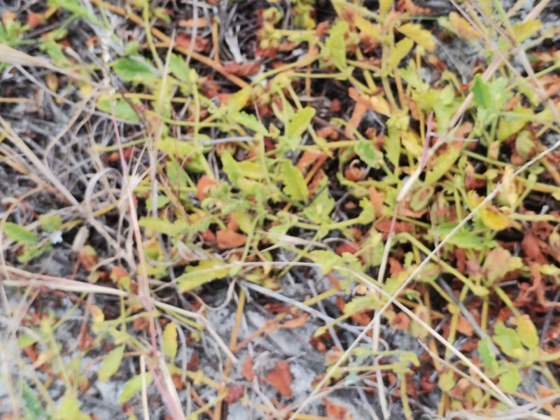 Hermannia scabricaulis photo 7