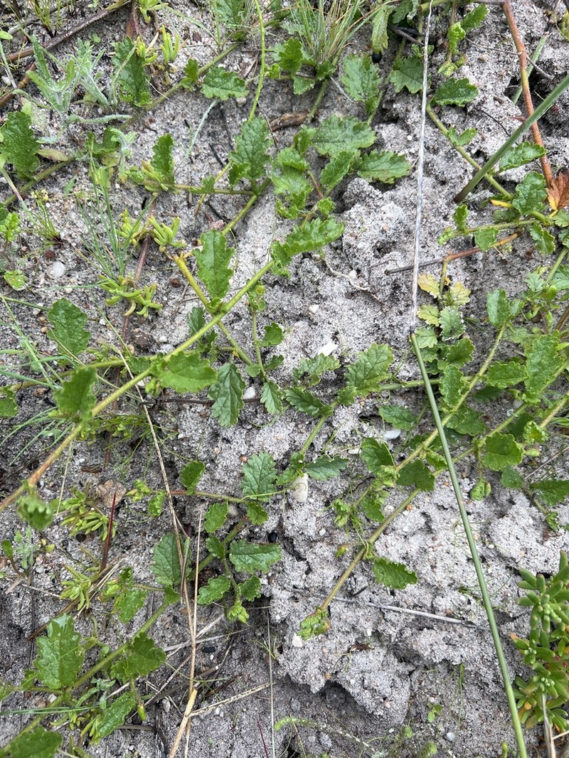 Hermannia scabricaulis photo 8
