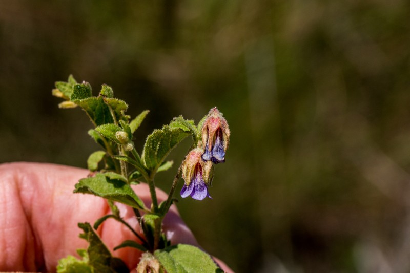 Hermannia schlechteriana