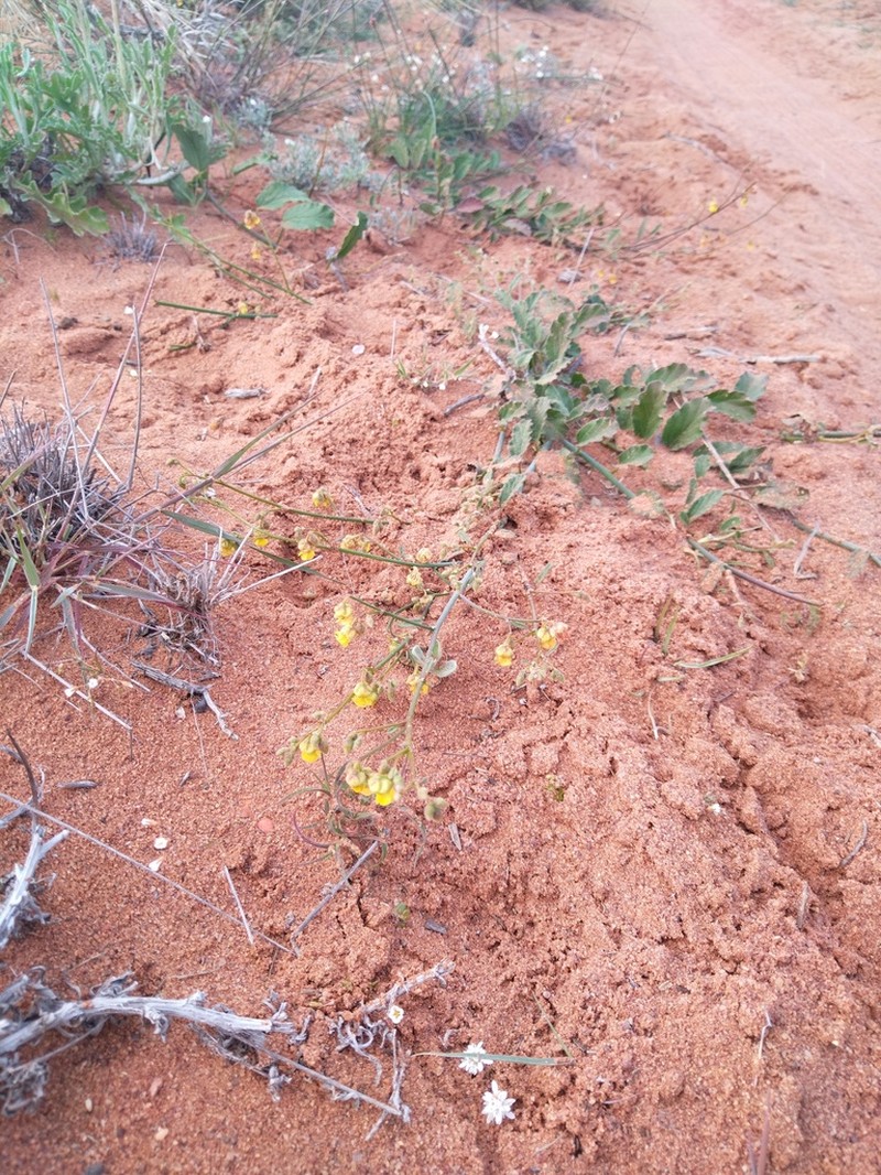 Hermannia scordifolia