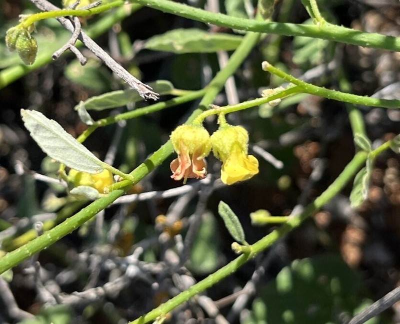 Hermannia scordifolia photo 2