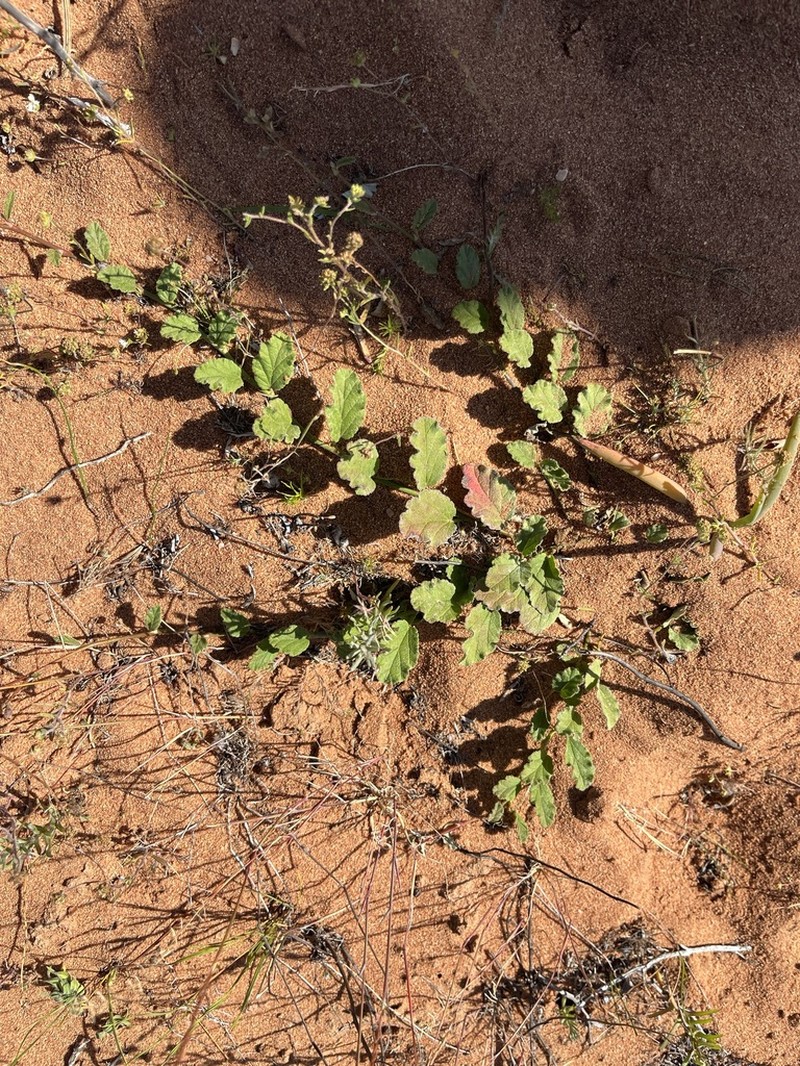 Hermannia scordifolia photo 3