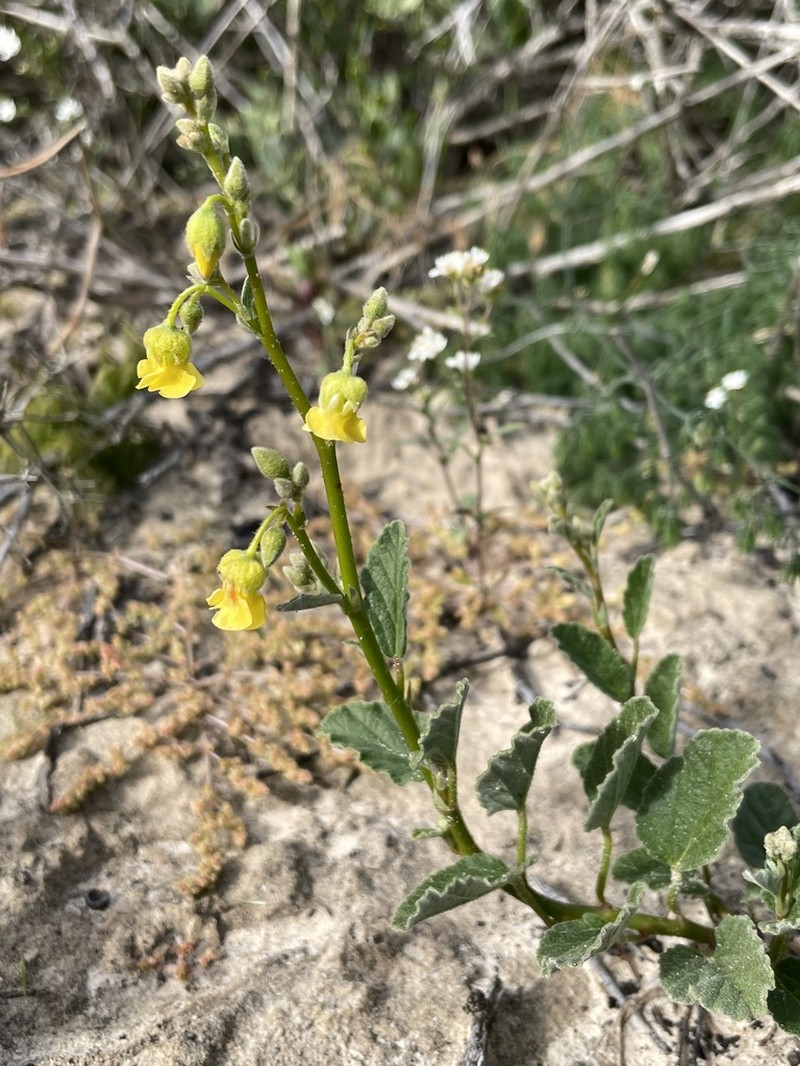 Hermannia scordifolia photo 4