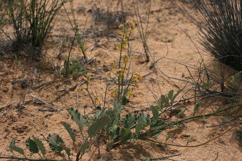Hermannia scordifolia photo 5