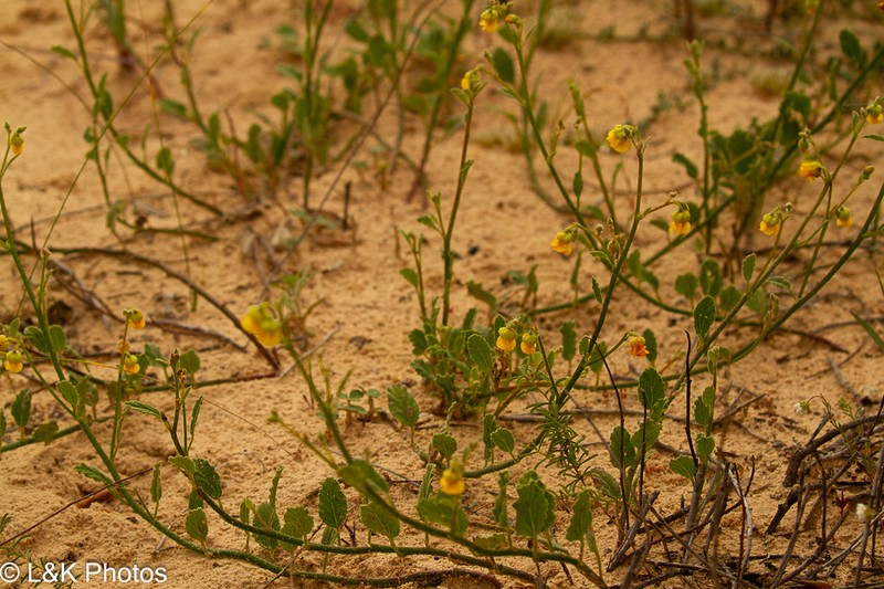 Hermannia scordifolia photo 6