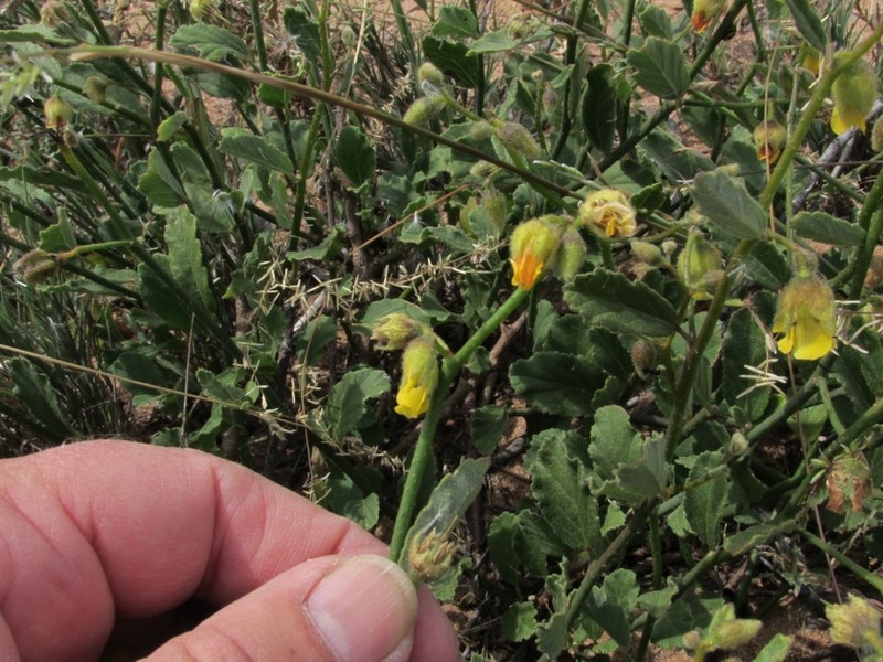 Hermannia scordifolia photo 7